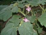 Proboscidea louisianica  (Seed)